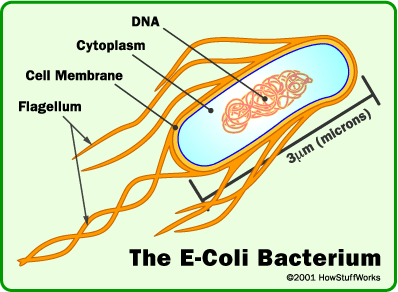 cell-ecoli
